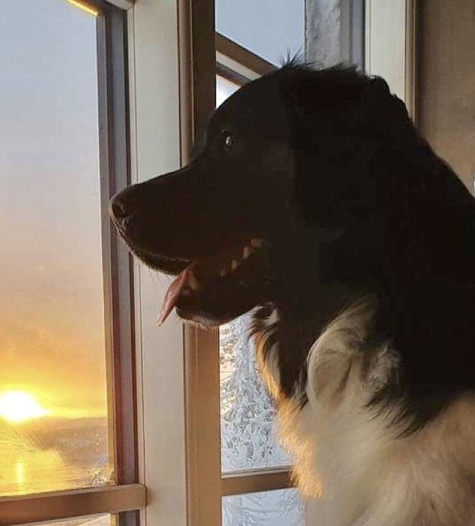 Trazzeltazz, stabijhoun