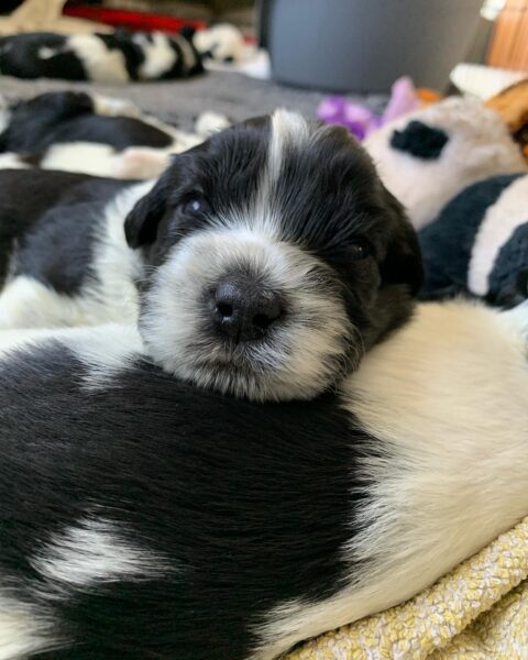Schapendoes valp kennel Trazzeltazz
