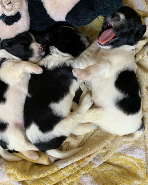 Schapendoes valp kennel Trazzeltazz
