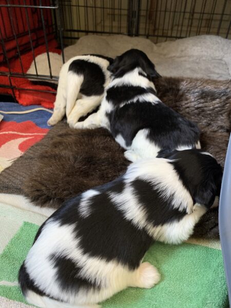 Schapendoes valp kennel Trazzeltazz