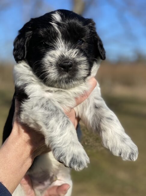 Schapendoes valp Kennel Trazzeltazz