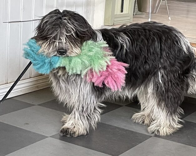 Schapendoes Kennel Trazzeltazz