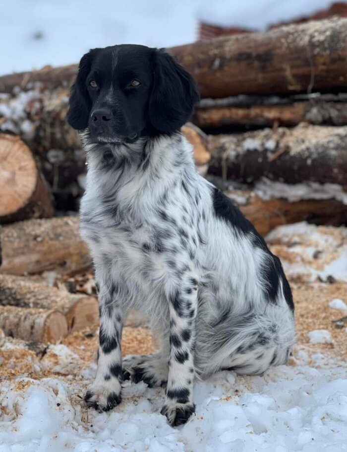 Kennel Trazzeltazz Stabijhoun Aska