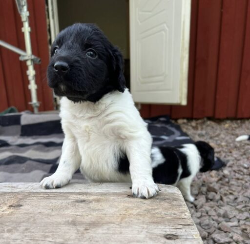 Stabijhoun valpar Kennel Trazzeltazz