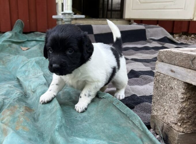 Stabjhounvalpar Kennel Trazzeltazz