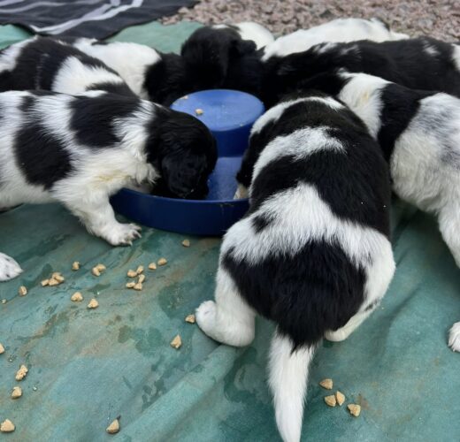 Stabjhounvalpar Kennel Trazzeltazz