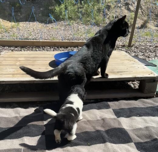 Stabjhounvalpar Kennel Trazzeltazz