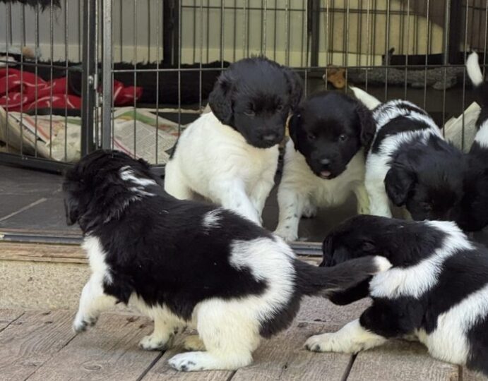 Stabjhounvalpar Kennel Trazzeltazz