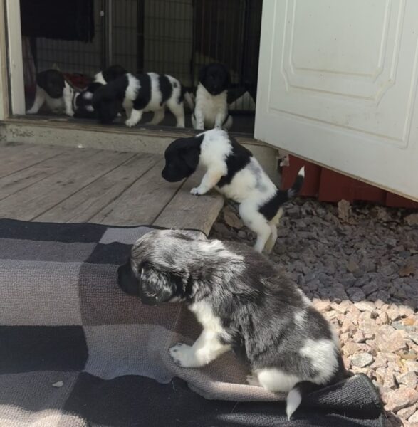 Stabjhounvalpar Kennel Trazzeltazz