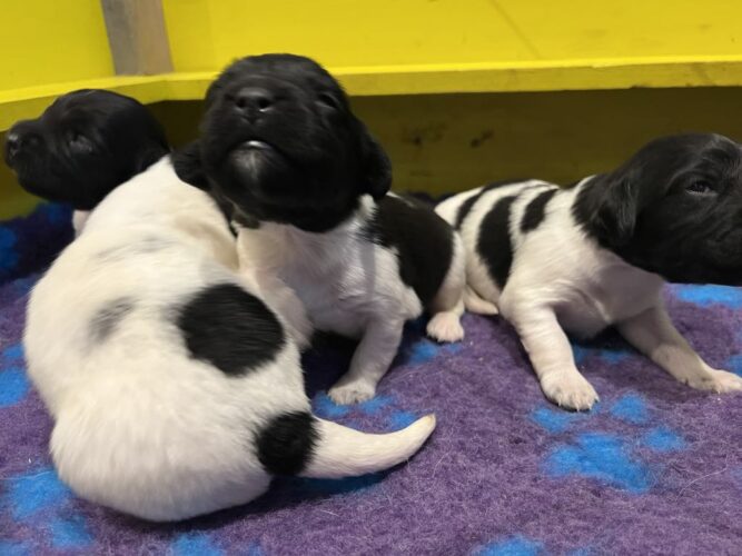 Stabijhoun valpar kennel Trazzeltazz