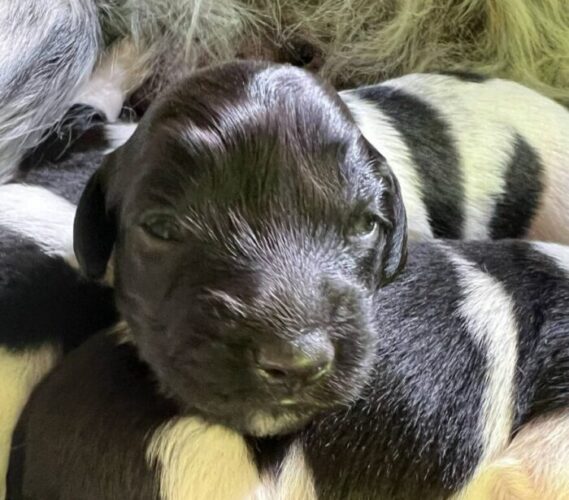 Kennel Trazzeltazz Stabijhounvalp