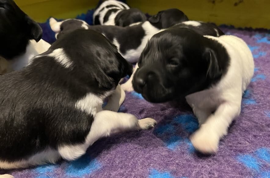 Kennel Trazzeltazz Stabijhounvalp