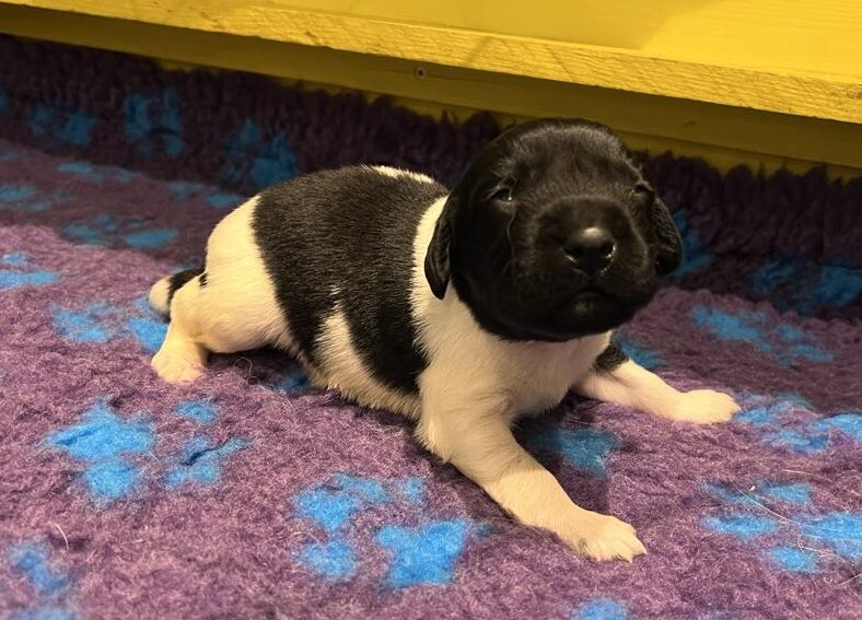 Kennel Trazzeltazz Stabijhounvalp