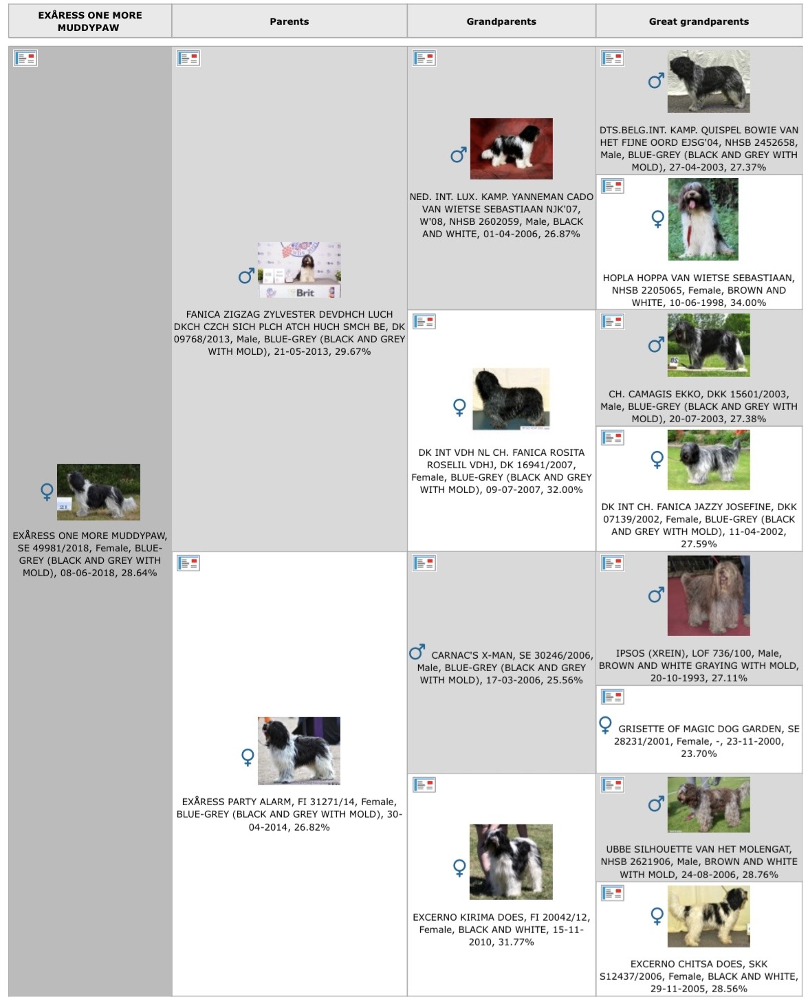 Stamtavla-pedigree-Schapendoes-Spexa