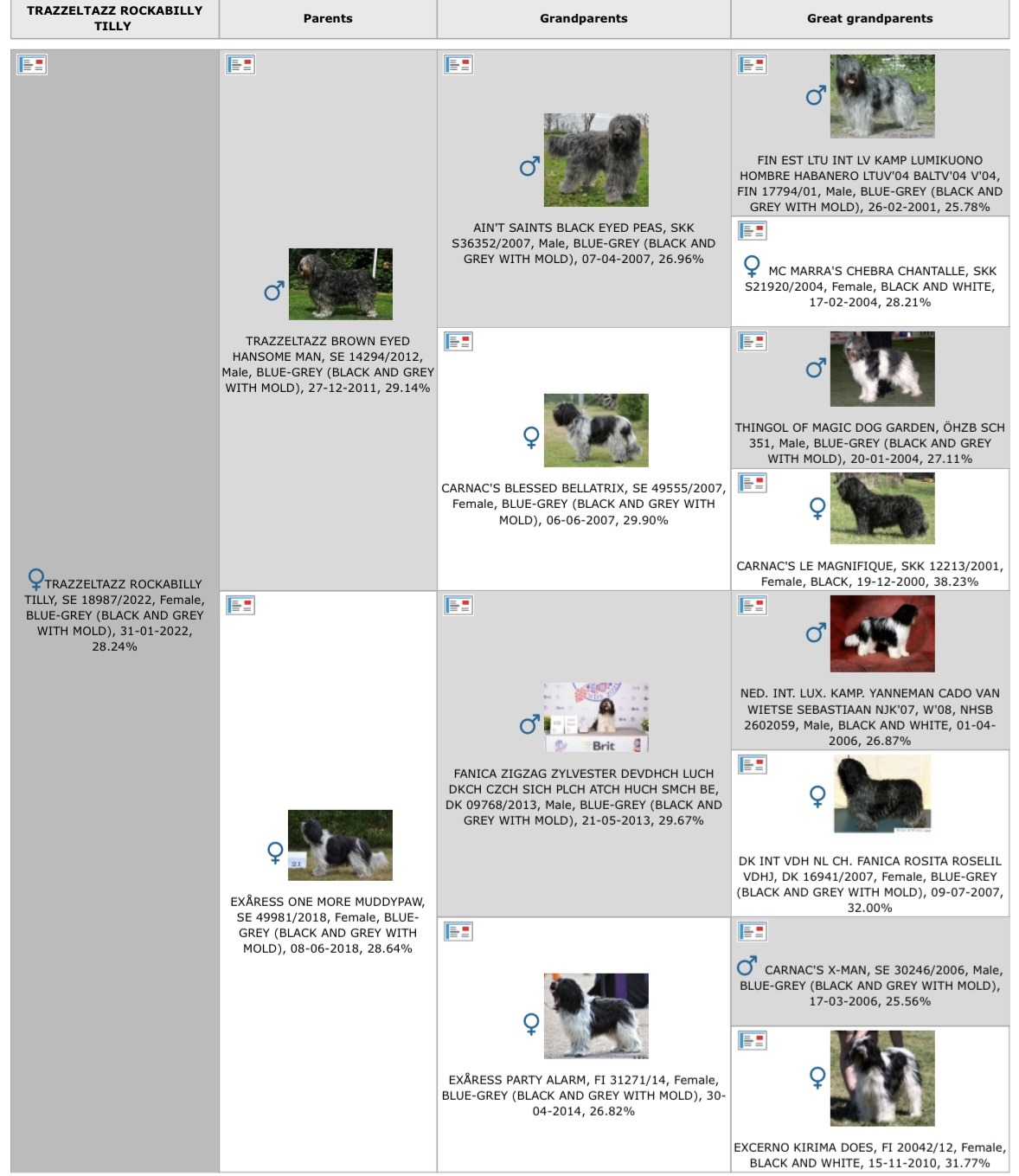 Stamtavla-pedigree-Schapendoes-Tilly