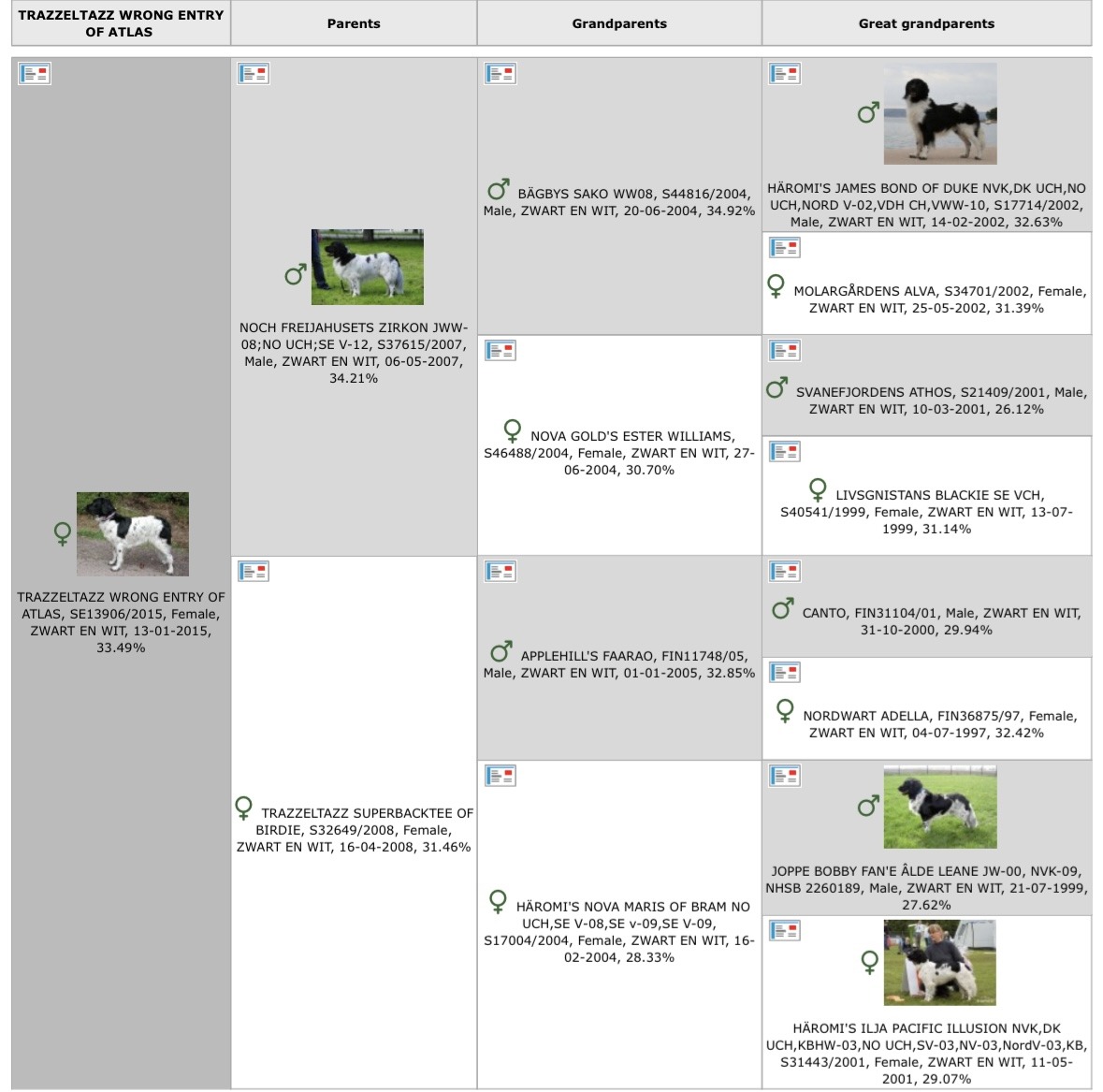 Stamtavla-pedigree-stabijhoun-Vilja