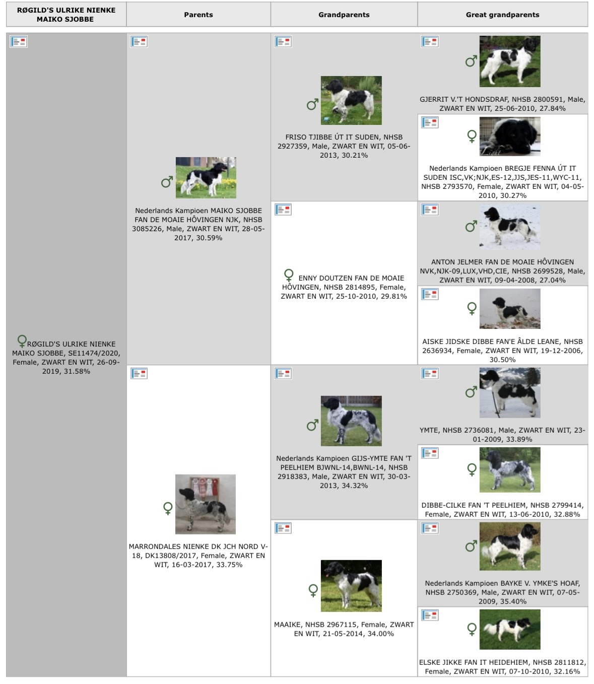 Stamtavla-pedigree-stabijhoun-Aaie