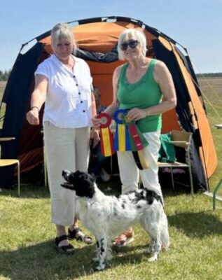 Stabijhoun kennel Trazzeltazz