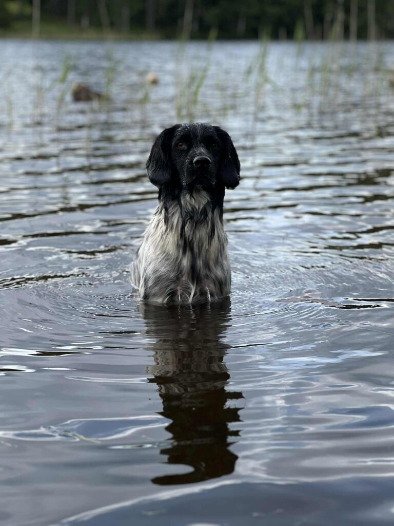 Stabijhoun Kennel Trazzeltazz