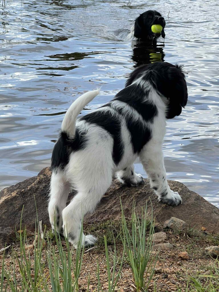 Stabijhounvalp stabijhoun valp Kennel Trazzeltazz