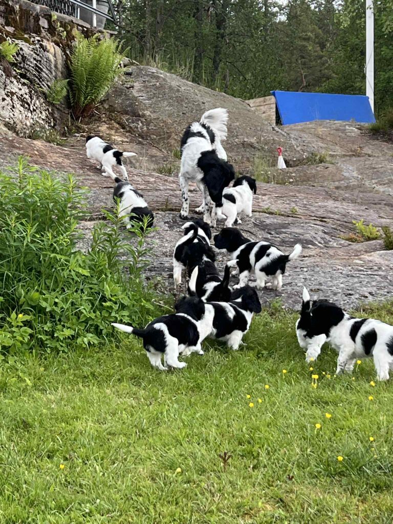 Stabijhounvalp stabijhoun valp Kennel Trazzeltazz