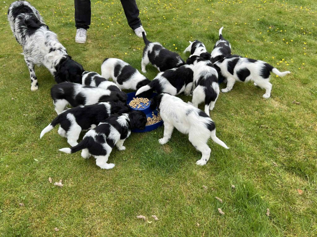 Stabijhounvalp stabijhoun valp Kennel Trazzeltazz