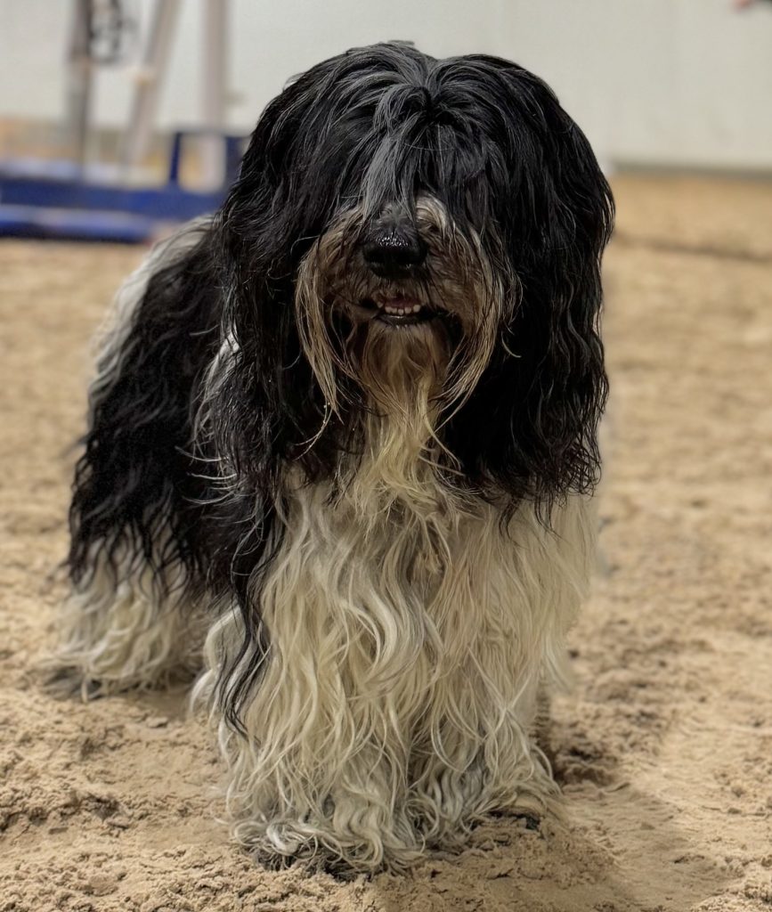 Trazzeltazz Schapendoes, nederlandse Schapendoes, kennel