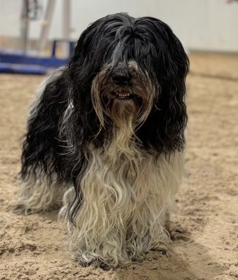 Trazzeltazz Schapendoes, nederlandse Schapendoes, kennel